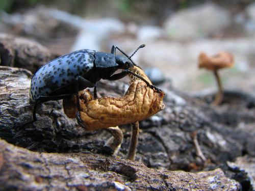 Blue Fungus Beetle