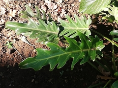 Thaumatophyllum xanadu