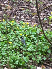 Parus major