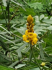 Senna