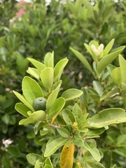Citrus × limon