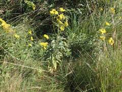 Senecio serratuloides