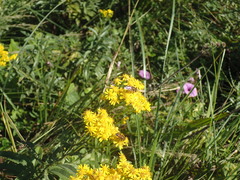 Senecio serratuloides