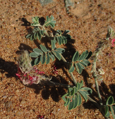 Indigofera daleoides image