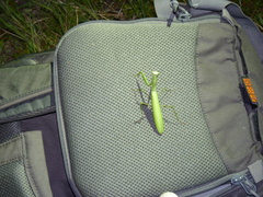 Paramantis sacra