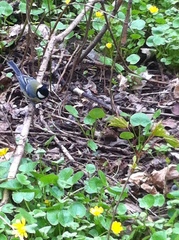 Parus major