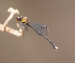 Prodasineura autumnalis