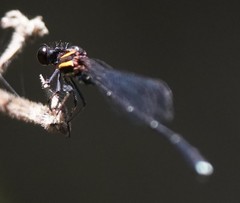 Prodasineura autumnalis