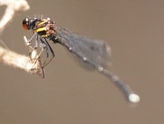 Prodasineura autumnalis