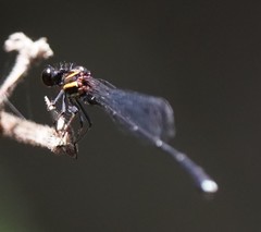 Prodasineura autumnalis