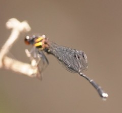Prodasineura autumnalis