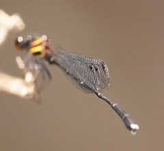 Prodasineura autumnalis