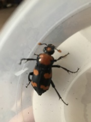 Nicrophorus americanus