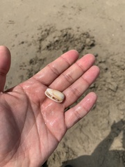 Oliva mustelina