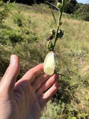 Hibiscus cannabinus