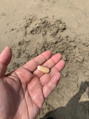 Oliva mustelina