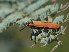 Rhinotia haemoptera