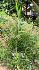 Cyperus