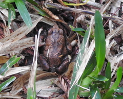 Arthroleptis stenodactylus