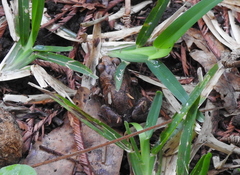 Arthroleptis stenodactylus