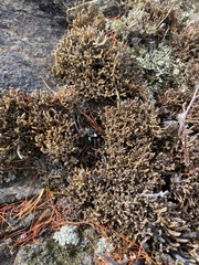 Selaginella sanguinolenta
