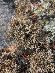 Selaginella sanguinolenta
