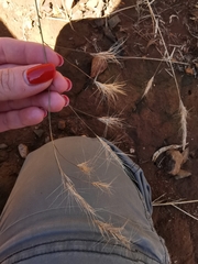 Aristida congesta barbicollis