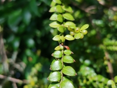 Lepidoceras chilense