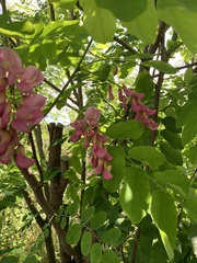 Robinia × ambigua