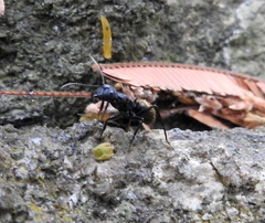 Camponotus cinctellus