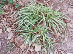 Chlorophytum comosum