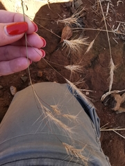 Aristida congesta barbicollis