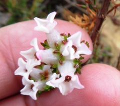 Erica denticulata