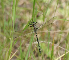 Eusynthemis brevistyla