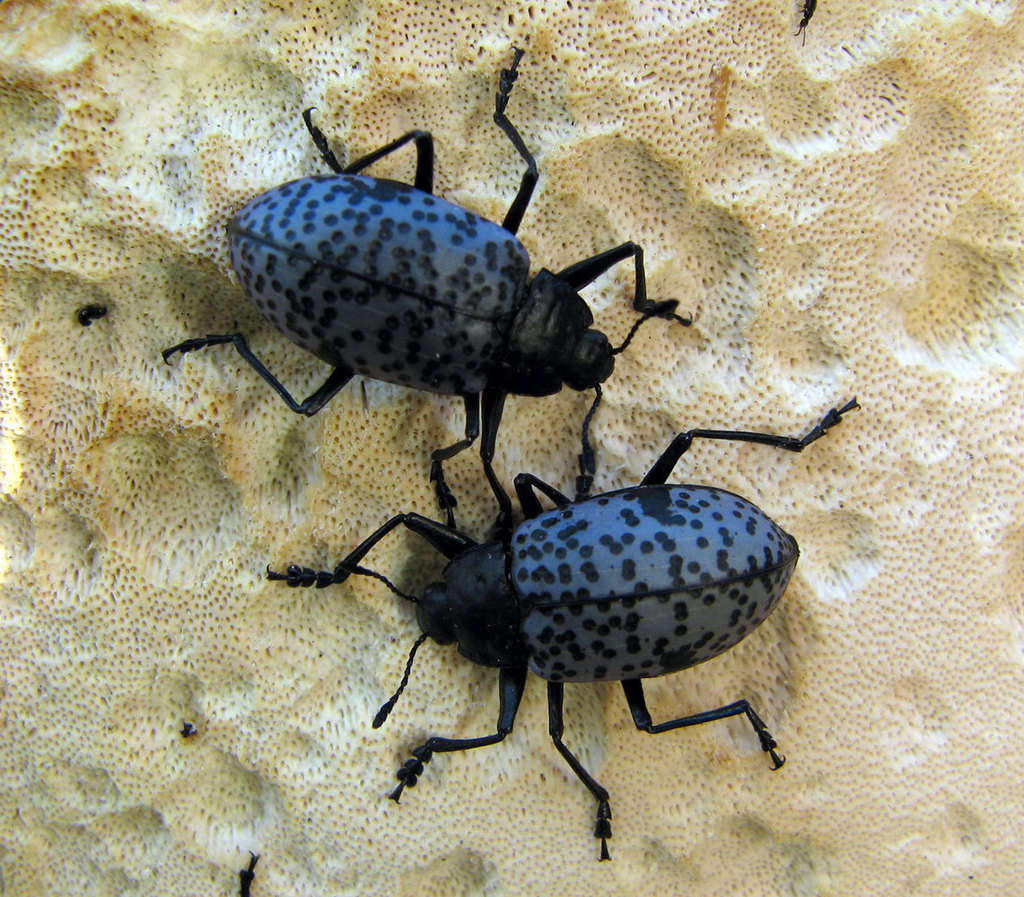 Blue Fungus Beetle (Wildlife of Lory State Park) · iNaturalist