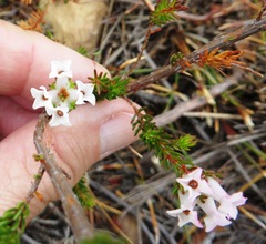 Erica denticulata