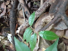 Hirtella rugosa