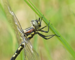Eusynthemis brevistyla