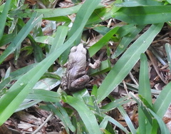 Arthroleptis stenodactylus