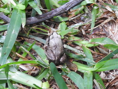 Arthroleptis stenodactylus