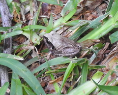 Arthroleptis stenodactylus