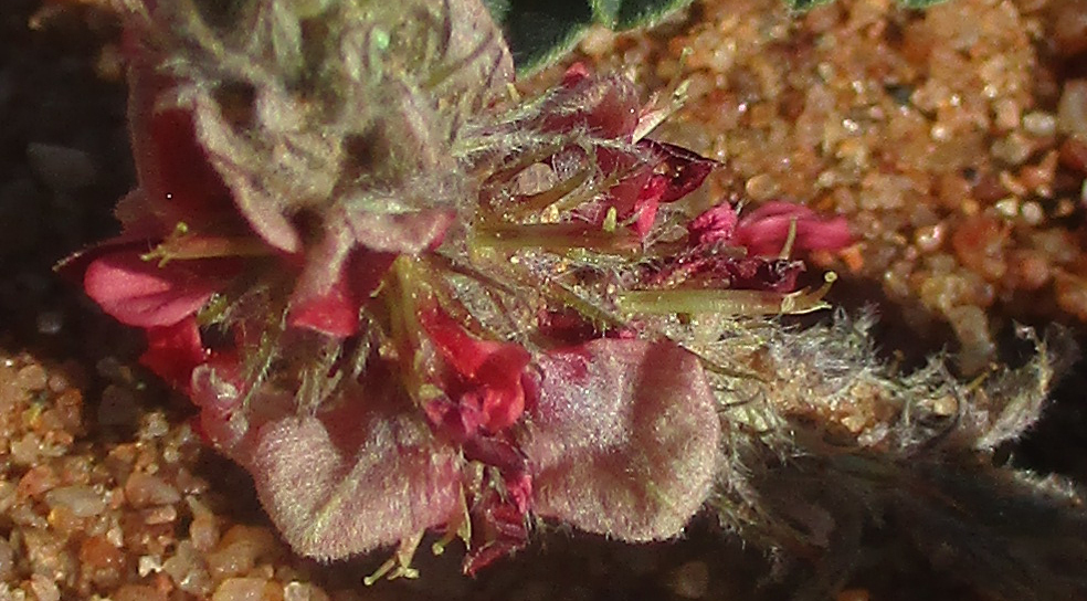 Indigofera daleoides
