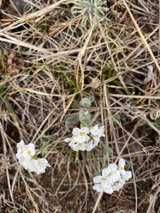 Noccaea cochleariformis