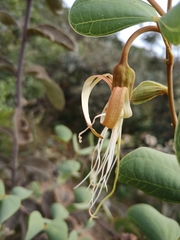 Bauhinia curvula