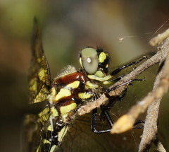 Eusynthemis brevistyla