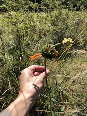 Leonotis ocymifolia