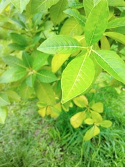 Magnoliopsida