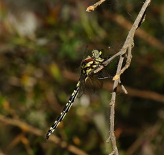 Eusynthemis brevistyla