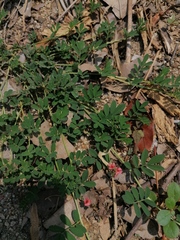 Indigofera miniata