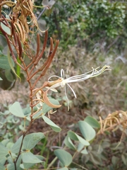 Bauhinia curvula